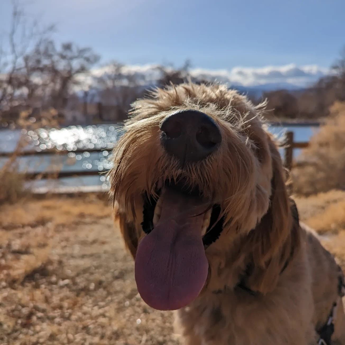 Mango the Teddy Bear Goldendoodle, the subject of every article on this site