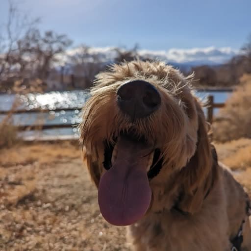 Mango the Teddy Bear Goldendoodle in golden hour light