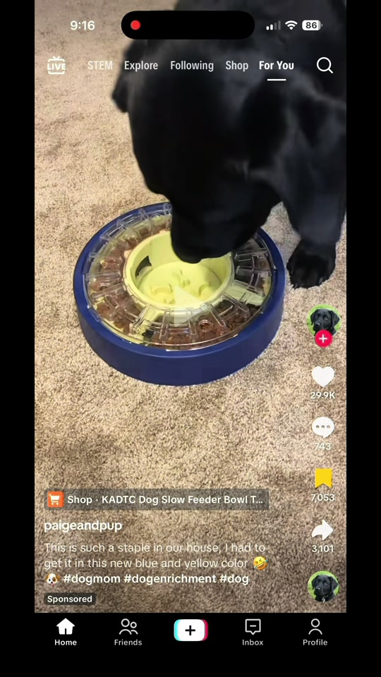 Mango the Apricot F1B Goldendoodle, named after the fruit