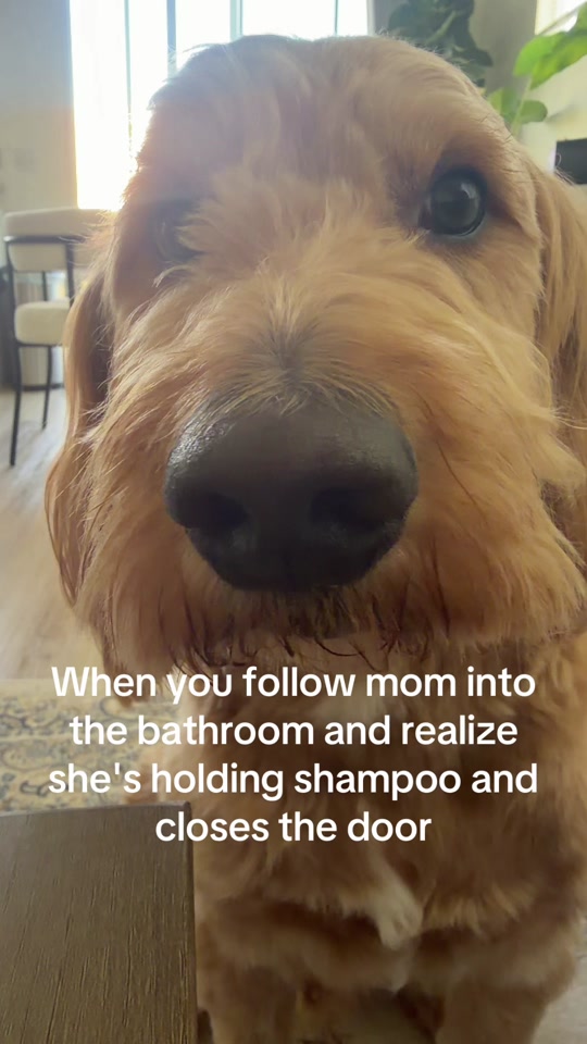 Mango the Teddy Bear Goldendoodle relaxing at home in Las Vegas