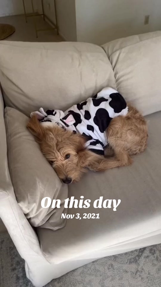 Mango the Goldendoodle. TikTok cover frame from @ourmangodoodle.
