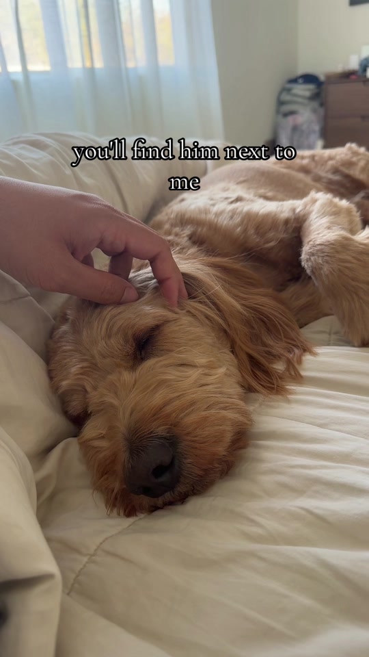 Mango the Goldendoodle on the @ourmangodoodle TikTok feed