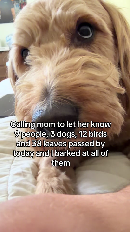 Mango the F1B Teddy Bear Goldendoodle close up portrait