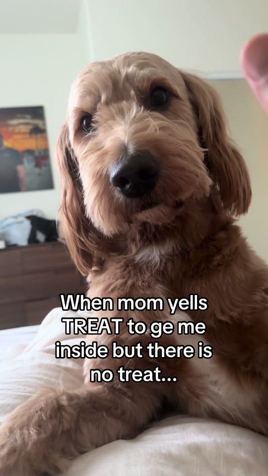 Mango the Goldendoodle. TikTok cover frame from @ourmangodoodle.