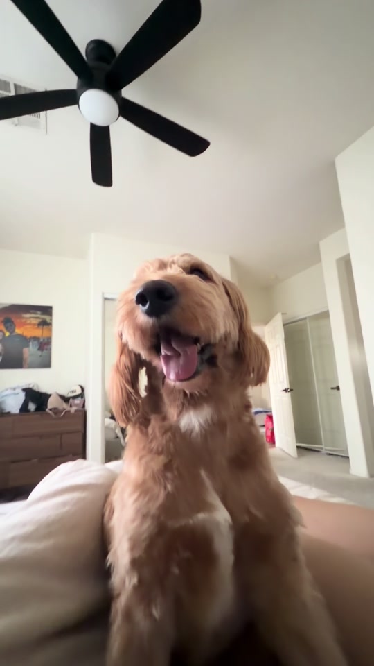 Mango the Apricot Goldendoodle in a sunny living room