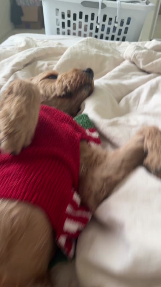 Mango the Goldendoodle. TikTok cover frame from @ourmangodoodle.