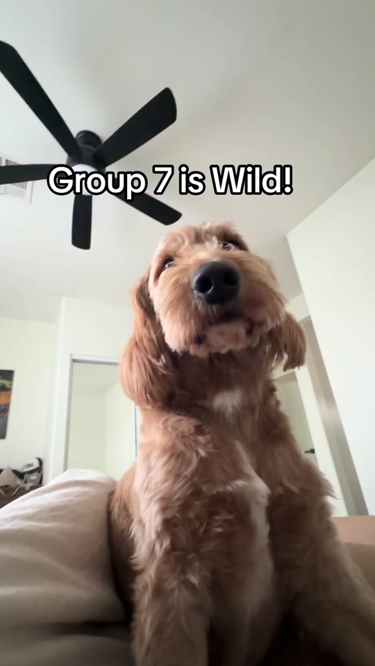 Mango the Goldendoodle. TikTok cover frame from @ourmangodoodle.