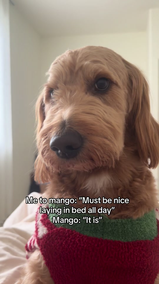 Mango the Goldendoodle. TikTok cover frame from @ourmangodoodle.