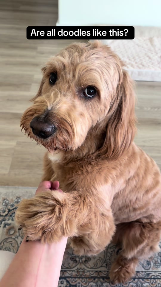 Mango the Goldendoodle. TikTok cover frame from @ourmangodoodle.